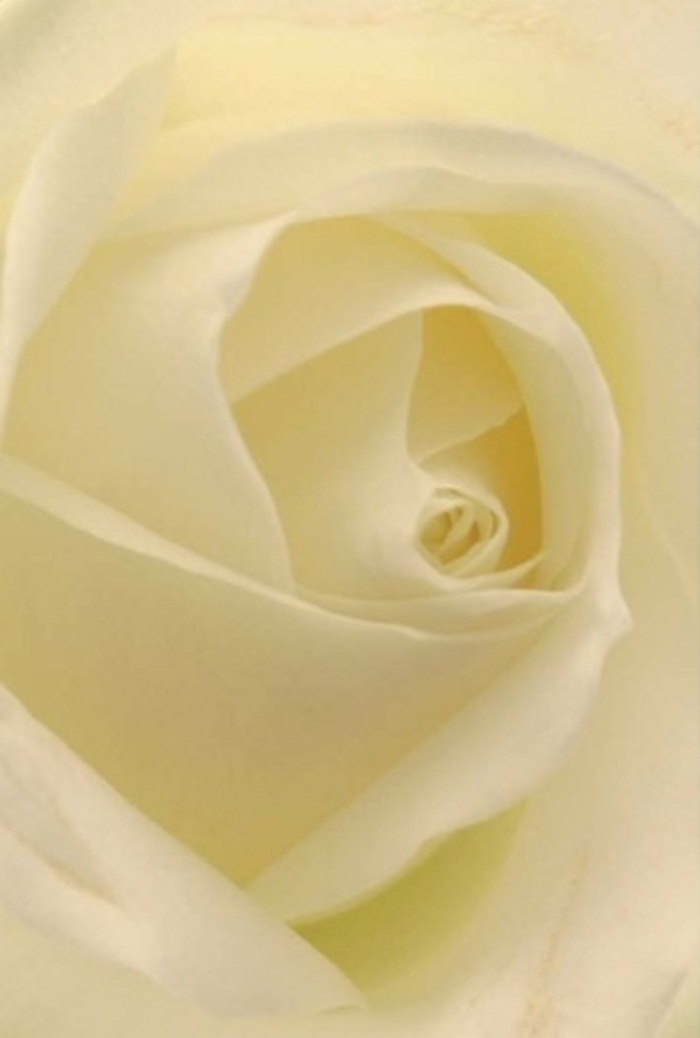 Captured in intimate detail, this white rose reveals the artistry of local New Malden florists with every perfectly spiraled petal. Shades of creamy white blend seamlessly, echoing the gentle daylight that often streams onto our worktables from the High Street windows. The flower's texture is a tactile invitation: matte yet satiny, inviting your imagination to caress each soft, elegantly curved layer. As the petals arch and fold inward, shadows dance lightly, giving the bloom mesmerizing depth and an air of tranquil sophistication. This classic rose holds particular meaning here in New Malden, reflecting purity and gentle resilience, often chosen for weddings at local venues or as part of sympathy tributes for beloved neighbours. There's a quiet radiance, as though the flower holds a light within, its nearly translucent edges whispering both fragility and natural wisdom. The fragrance, though imagined, seems just present-delicate, fresh, and soothing. Whether crafted for a romantic gesture, an apology, or a simple 'thinking of you,' this bloom is a testament to the care and thoughtful artistry poured into every arrangement by Florist New Malden, delivering heartfelt emotion across the neighbourhood, from Cocks Crescent to the peaceful lanes bordering Blagdon Park.